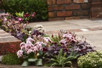 Early spring border in spring garden with Bergenia cordifolia Bach, Blechnum spicant, Heuchera 'Plum Pudding'.  April 













