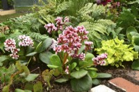 Early spring border in spring garden with Bergenia cordifolia Bach, Crytomium fortunei, Heuchera Lime Marmalade. April 













