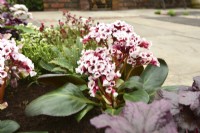 Cluster of pale-pink flowers of Bergenia Cordifolia Bach. April