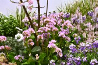 Bergenia cordifolia Rosenkristal, large clusters of pink flowers during early spring and glossy evergreen foliage in border among Erysimum linifolium and Tiarella. 


