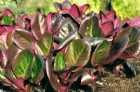 Light-reddish bronze, large, leathery, oval, clump leaves of Bergenia purpurascens in winter. January
