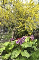 Large leaves and pink flowers of Bergenia under Forsythia in garden. April