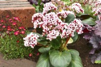 Early spring border in spring garden with Bergenia cordifolia Bach, Saxifraga Saxony Red,  April 












