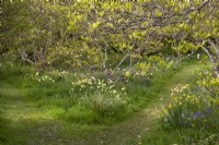 Naturalised narcissi in grass with mown paths under magnolias at Gravetye Manor.