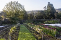 A mown path runs between borders edge in stepover apple trees with tulips for cutting and horticultural fleece protecting early crops in the Kitchen Garden at Gravetye Manor.