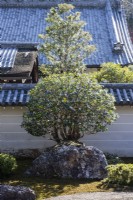 Detail of main Zen garden. Tree growing from moss island with placed stones. 