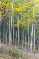 Large stand of Phyllostachys edulis, the moso bamboo, or tortoise-shell bamboo.