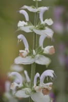 Salvia turkestanica 'Vatican White'. Short-lived perennial or biennial.   Summer.