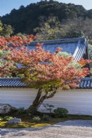 Detail of main Zen garden. Acer palmatum with Autumn colour growing from moss island with placed stones. View to hills outside the garden. 