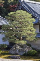 Detail of main Zen garden. Pine tree growing from moss island with placed stones. 