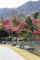 Planting of trees and shrubs at the edge of the lake of the Sogen Garden reflected in the water. Acers with autumn colour. View to woodland and view to the Kameyama hills.  