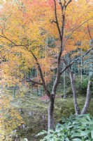 The woodland area of the garden with Acers in Autumn colour. 