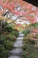 Stone path with Acer palmatumn in Autumn colour
