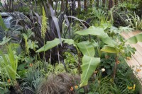 Bold foliage planting of banana and phormium with yellow flowers of eremurus in 'Harborne Botanics garden', BBC Gardeners World Live 2019, June 