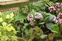 Early spring border in spring garden with Bergenia cordifolia Bach, Blechnum spicant, Primula vulgaris. April 













