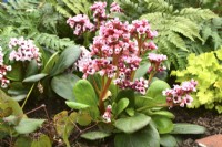 Early spring border in spring garden with Bergenia cordifolia Bach, Blechnum spicant, April 












