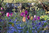 Pink and peach tulips growing through forget-me-nots in the Formal Garden at Gravetye Manor.
