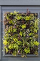 Living wall on the side of a panel fence 