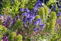 Colourful spring flowerbed with mixed perennial planting of Polemonium 'Bressingham Purple' and Euphorbia characias 'Black Pearl'