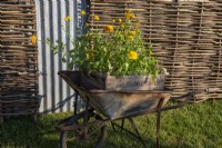 A rusty old vintage wheelbarrow holding a wooden tray of marigold plants  