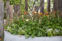 Concrete container with mixed perennial planting of Geum 'Totally tangerine, Lupins, Geranium phaeum 'Samobor', Brunnera macrophylla 'Betty Bowring' and Roses