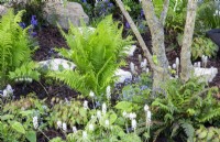 Dryopteris filix- mas, Epimedium x rubrum, Brunnera macrophylla and Tiarella growing in a woodland garden with bark chippings mulch