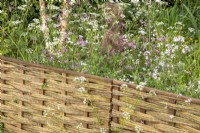 Woven willow fence with a wildflower planting garden including Silene dioica - Red Campion and Anthriscus sylvestris