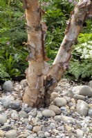 Betula nigra - River Birch tree trunk 