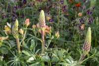 Lupin flowerheads, Geranium phaeum 'Samobor' and Roses in a mixed perennial spring border