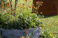Concrete drainage pipe used as a container with mixed perennial planting of Geum 'Totally Tangerine' and Erigeron karvinskianus 