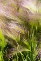 Hordeum jubatum - Foxtail barley, Squirrel tail grass