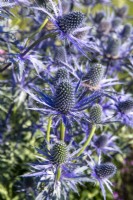 Eryngium zabellii 'Big Blue' - Seaholly