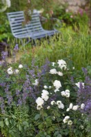Rosa 'Desdemona' and Nepeta 'Six Hills Giant'. Romance in the Ruins Garden - BBC Gardeners World Live Flower Show 2017, June