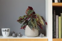 Begonia maculata 'Polka Dot'