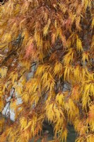Acer palmatum 'Emma'