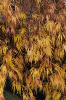 Acer palmatum 'Emma'