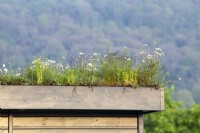 Living roof with grasses and daisies 
