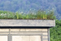 Wooden shed with a living roof with grasses and daisies 