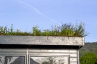 Wooden shed with a living roof with grasses and daisies 
