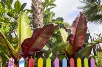 Ensete ventricosum 'Maurelii' - Red Abyssinian Banana - colourful picket fence 