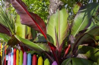 Ensete ventricosum 'Maurellii' - Red Abyssinian Banana - colourful picket fence 
