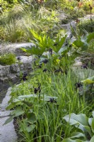 Mixed perennial planting - Iris chrysographes, Rheum palmatum 'Rubrum', Hosta 'Krossa Regal' and ornamental grasses