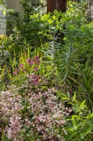 Mixed perennial planting border with Saxifraga urbium 'London Pride', Astrantia major 'Claret', Euphorbia lathyris and Imperata cylindrica 'Red Baron' - Japanese blood grass