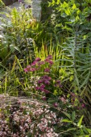 Mixed perennial planting border with Saxifraga urbium - 'London Pride', Astrantia major 'Claret', Euphorbia lathyris, Imperata cylindrica 'Red Baron' and Solanum pyracanthum - Porcupine tomato