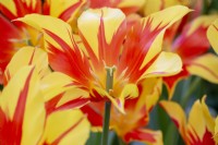 Tulipa 'Fireworks' - tulip