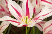 Tulipa 'Marilyn' - tulip