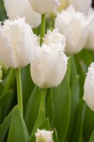 Tulipa 'Honeymoon' - fringed tulip