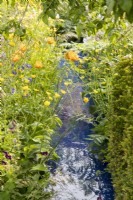 A modern contemporary water rill made from recycled plastics - mixed perennial planting of Geranium phaeum 'Raven', Trollius chinensis 'Golden Queen', Ranunculus acris 