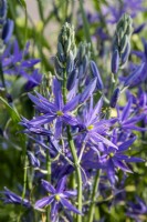 Camassia leichtlinii subsp. suksdorfii Caerulea Group - blue quamash