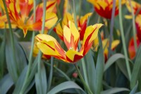 Tulipa 'Fireworks' - tulip